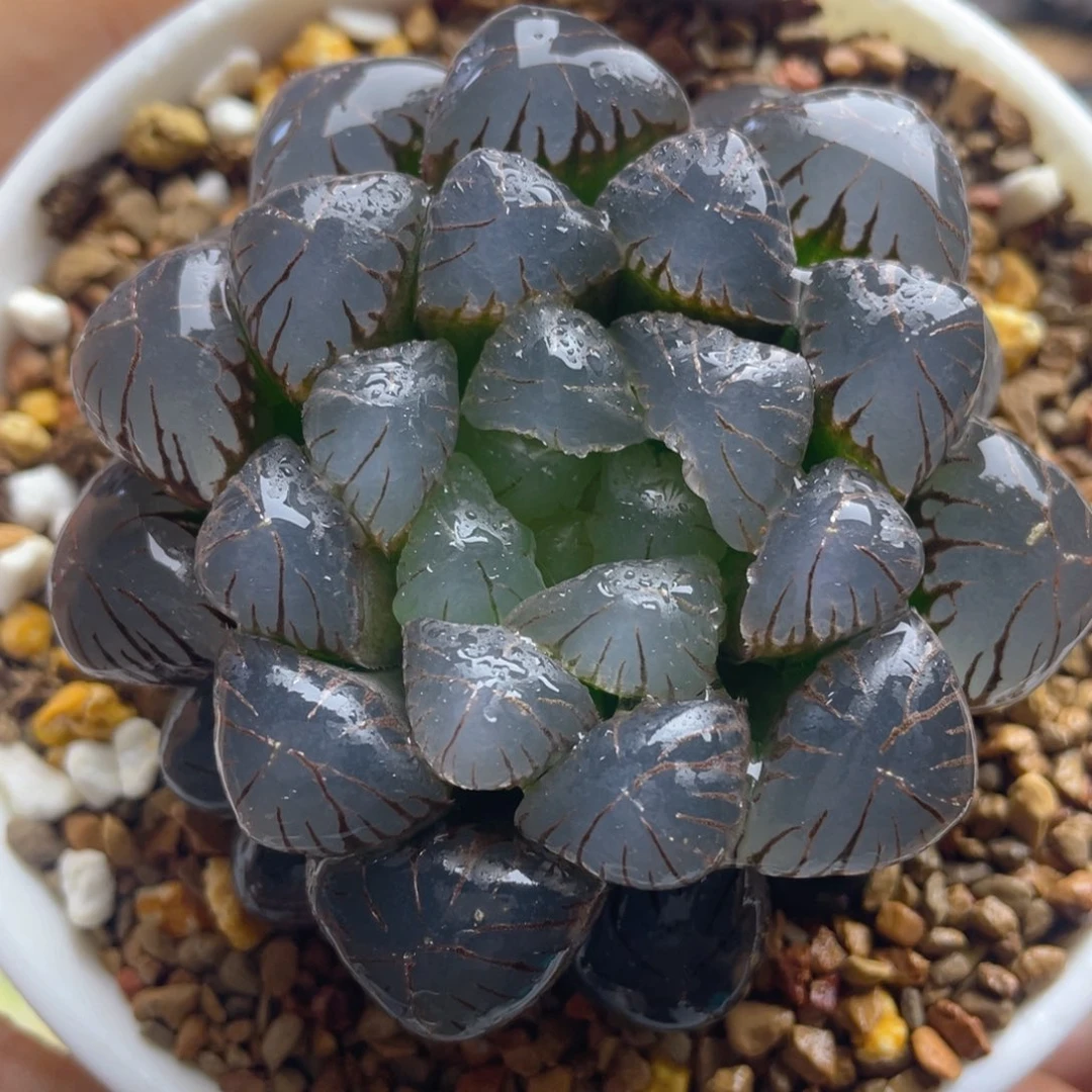 4.十二卷多肉潘灯玉露。