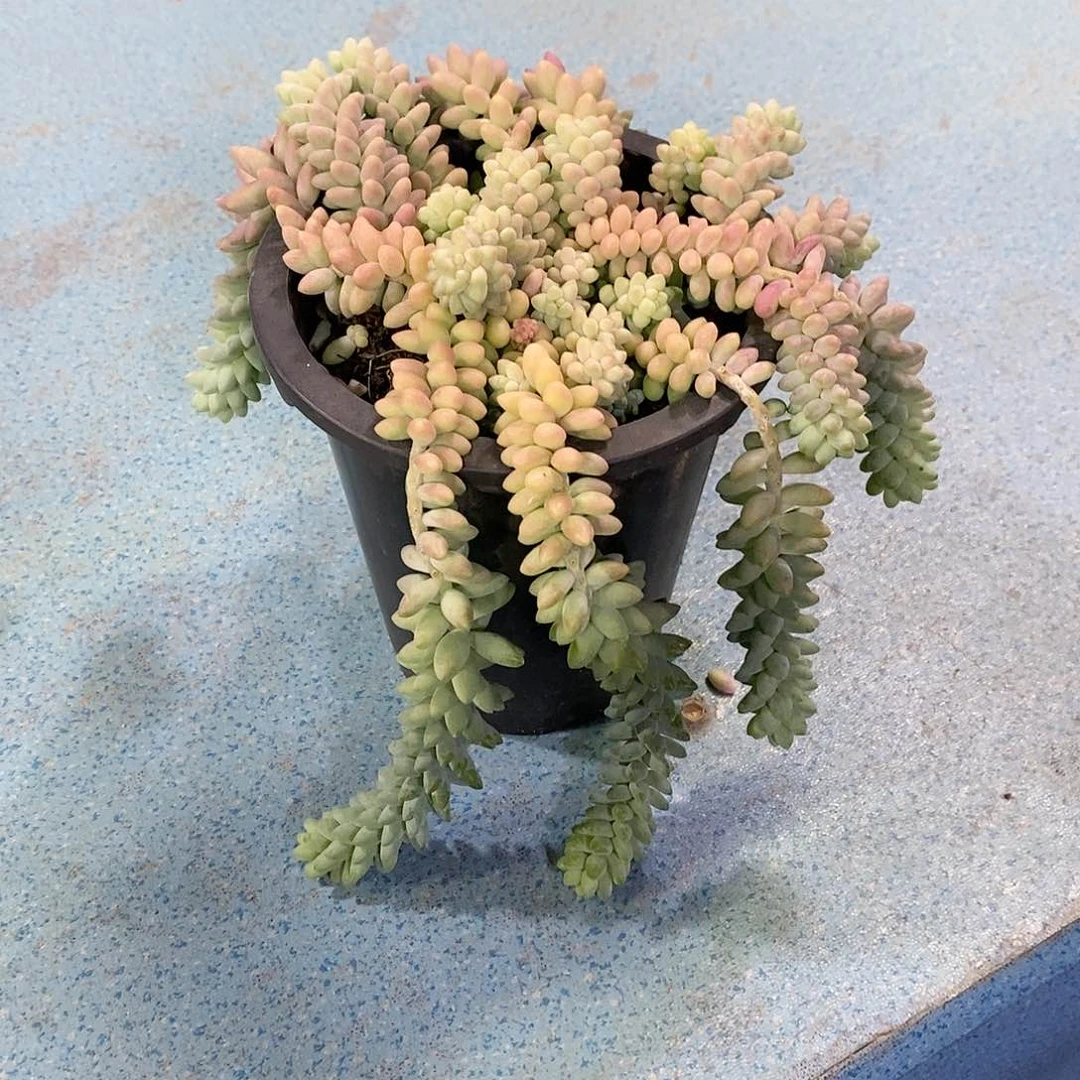 姚***学玉坠多肉植物