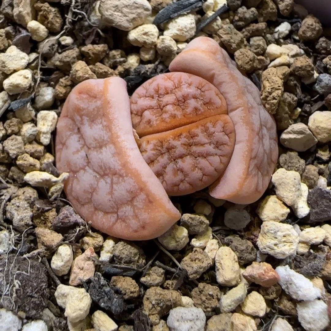 12.10。     拿铁。    2032