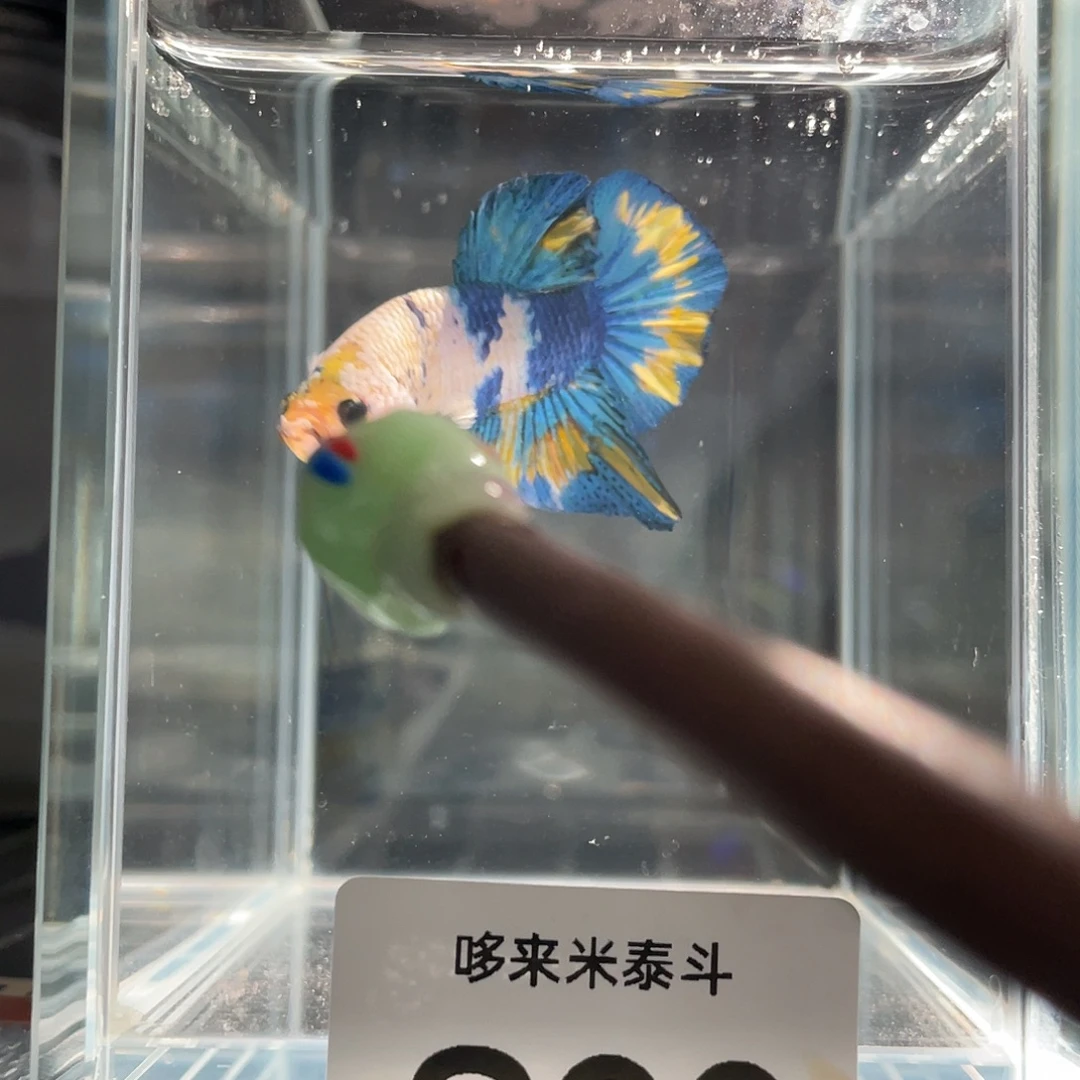 斗鱼11.27青花糖果将军公90号