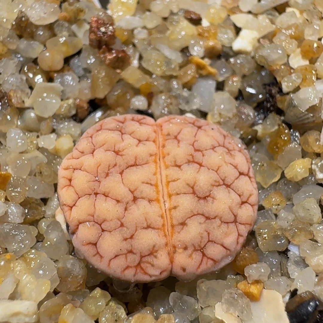 zzzzz生石花肉锥724超脑