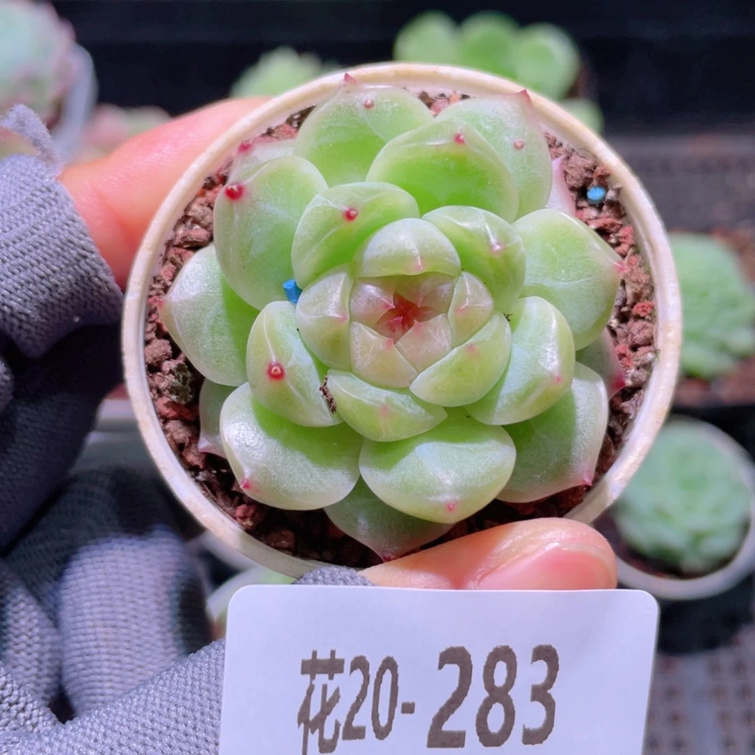 花利美20-283新品珍妮