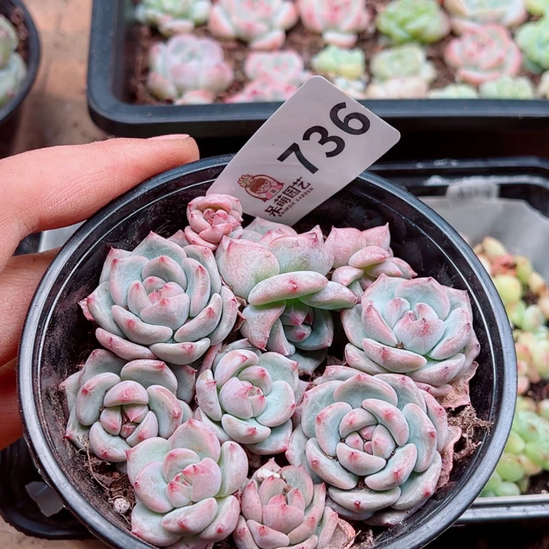 多肉植物多肉植物