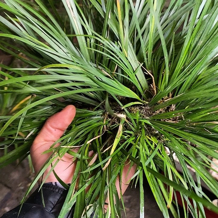 广***爷无花朵石菖蒲在这段