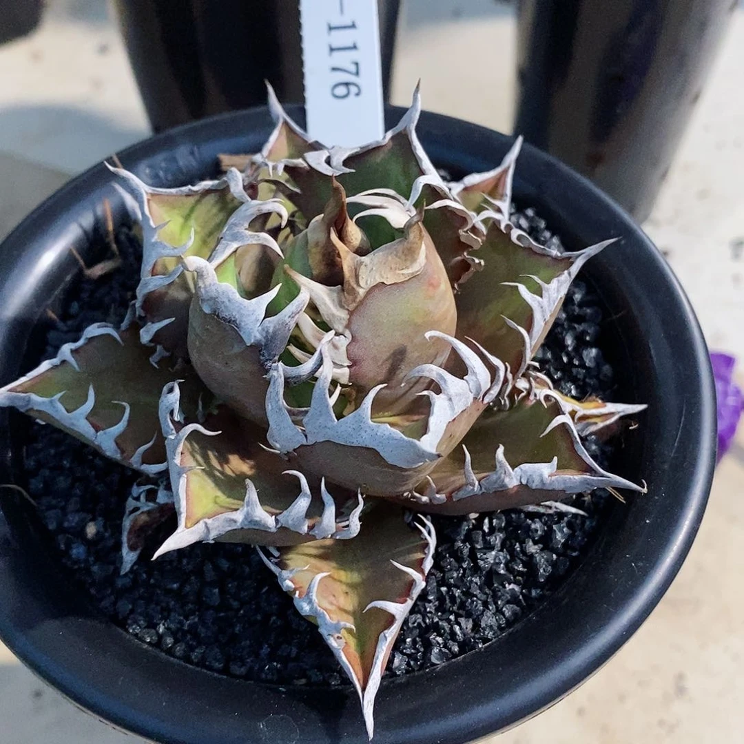 摆**雨红猫。龙舌兰。111