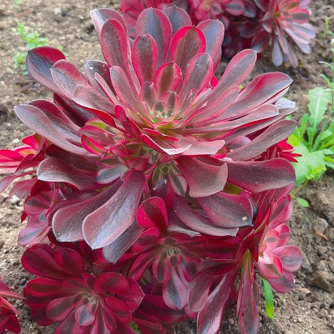 美杜莎手捧多肉植物