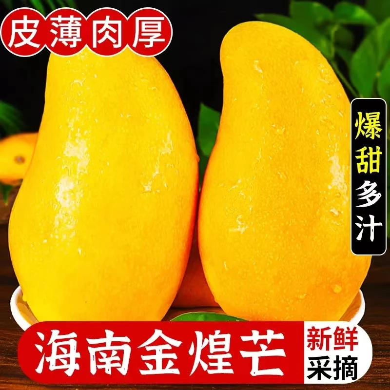海南金煌芒青芒果园新鲜采摘皮薄肉厚核小纯甜无酸可生吃树上熟