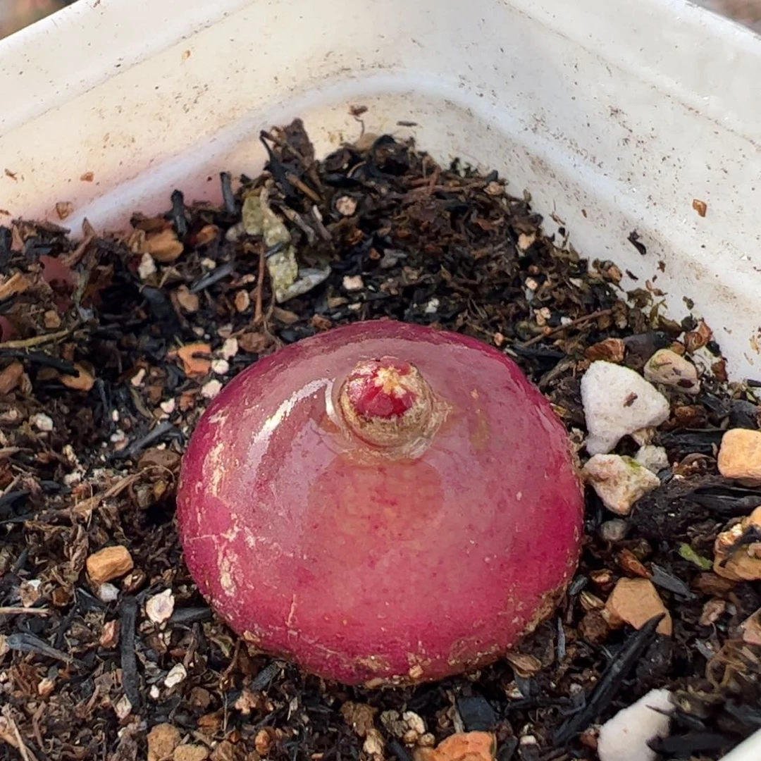 多肉植物百科369