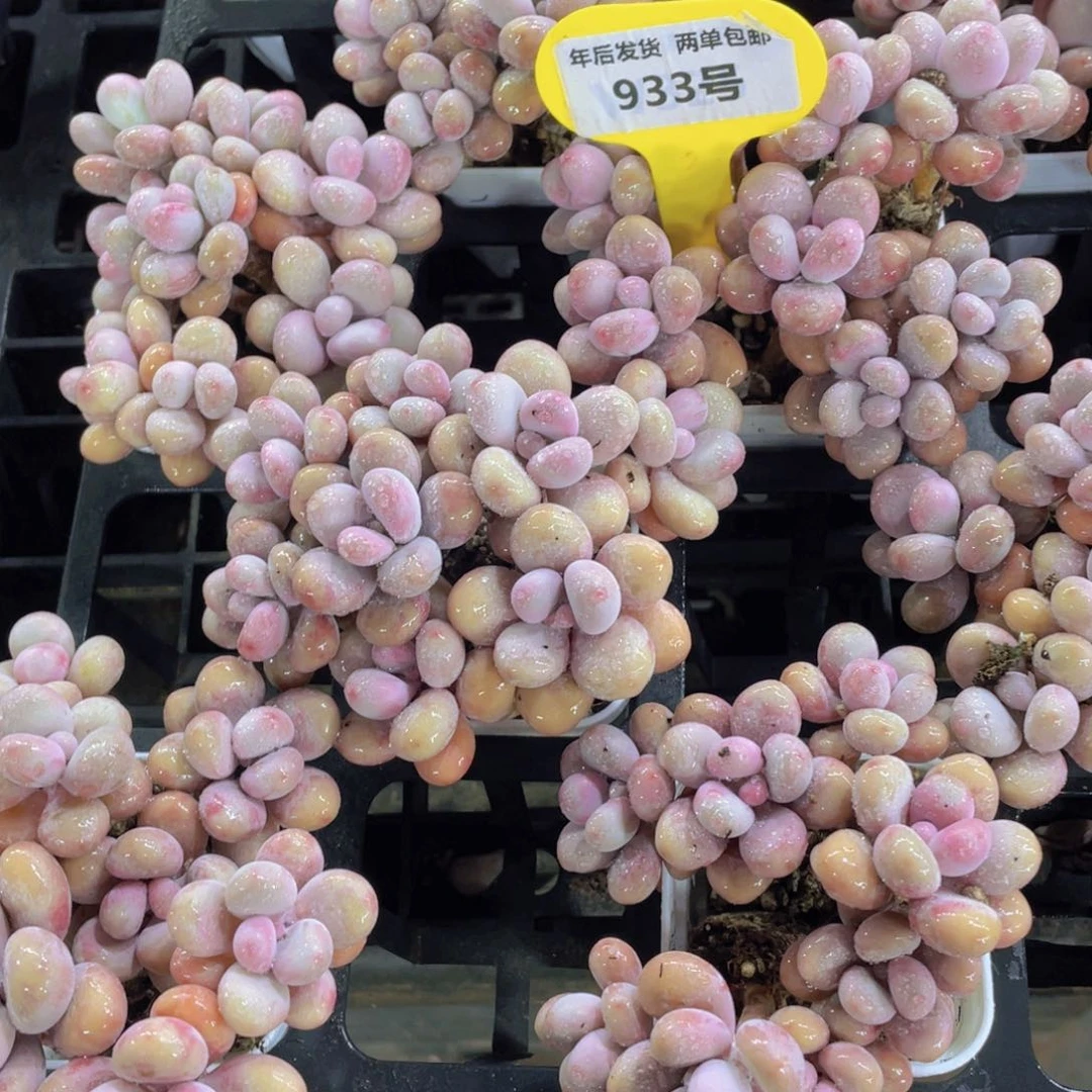 933号 丸叶粉桃蛋拼盘八头起一个