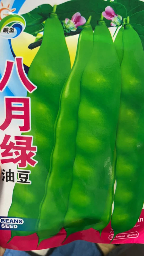八月绿油豆角种子