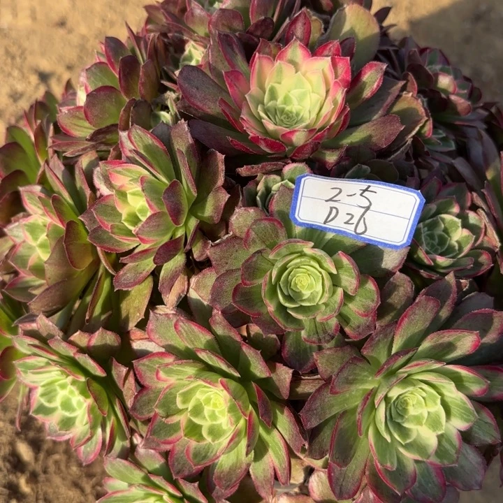 ?**c莲花多肉断枝不包26