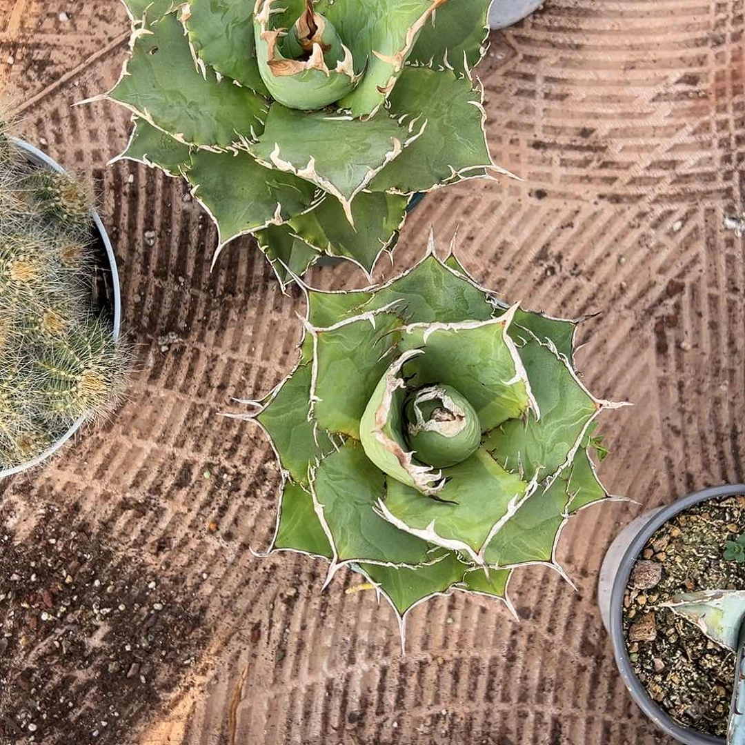 精品龙舌兰一物一拍