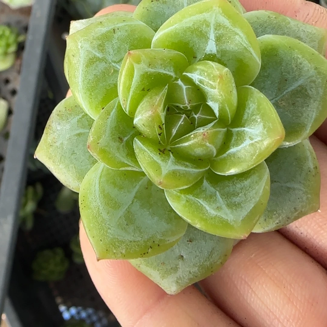 你***！小卡拉米糖心一物一拍13-69