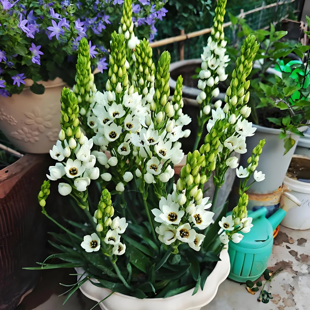 圣心百合种球多年生球根花卉适合阳台种植耐寒植物