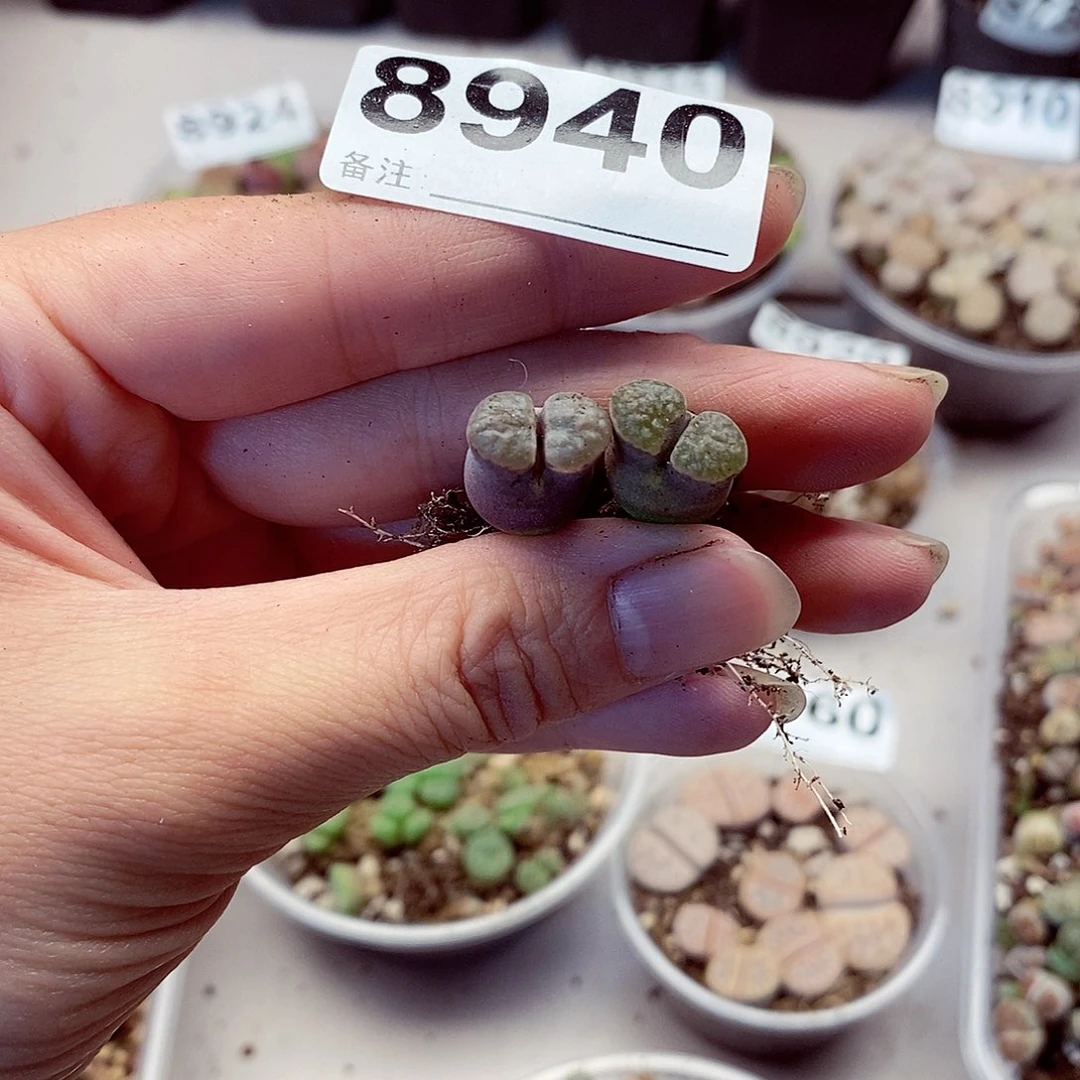 郑*鸽8940啦啦啦啦啦啦啦