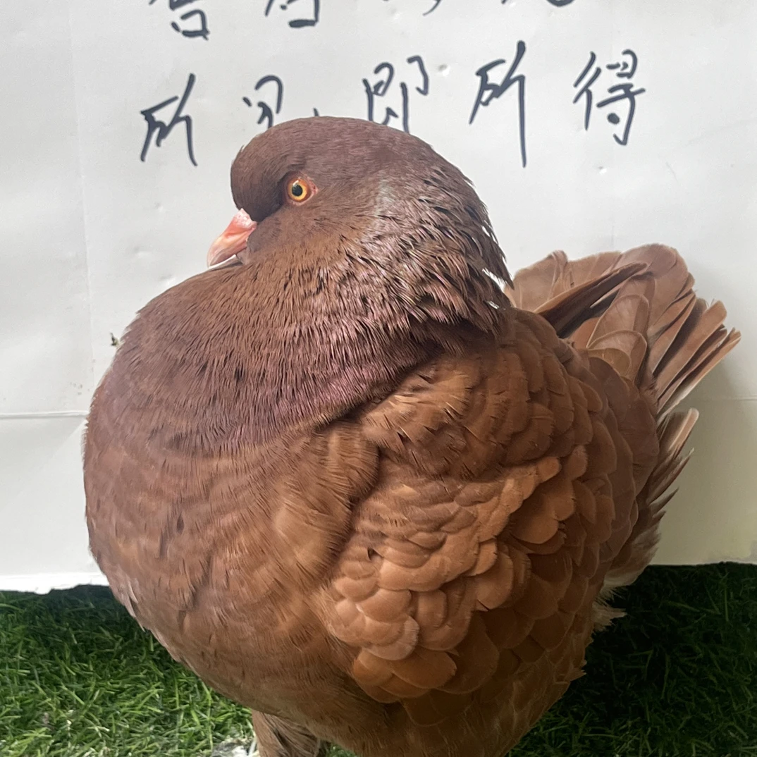 顺丰包邮巨型纯种元宝鸽活物可养种鸽包下蛋