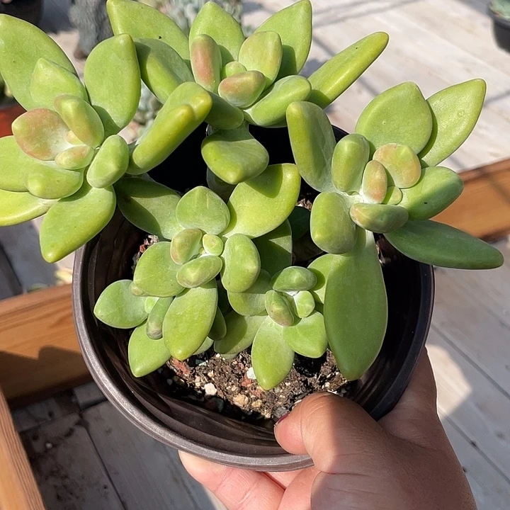 芒果美人多肉植物
