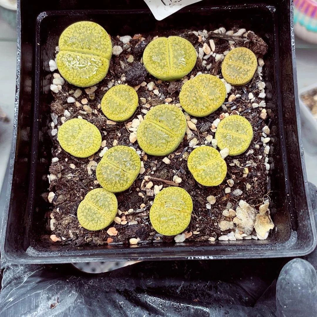 生石花满18包邮0927-41