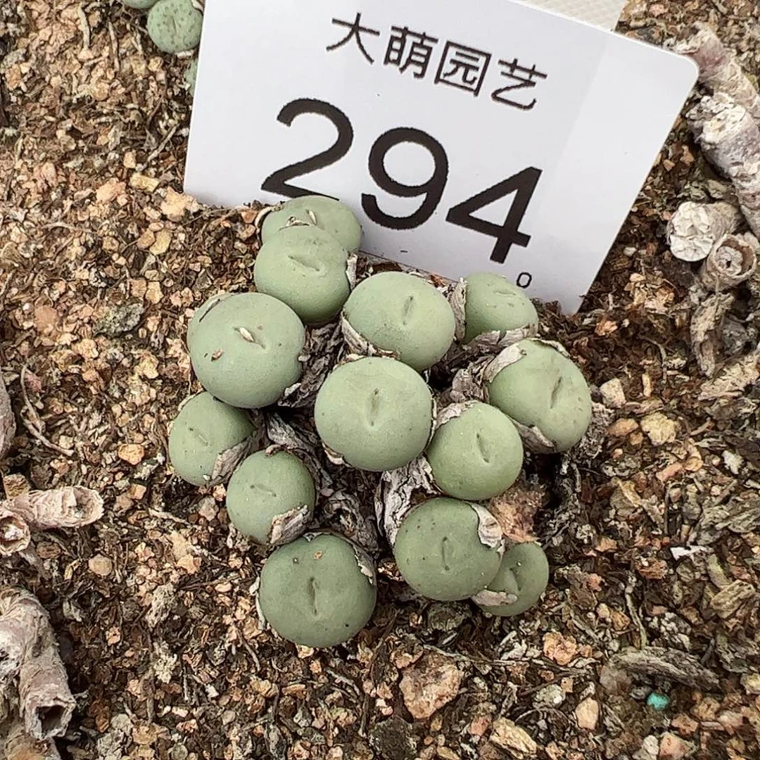 一物一拍。          294