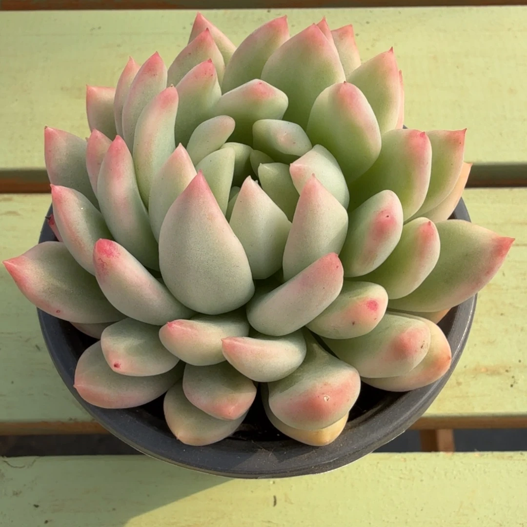 冰心公主锦锦上园艺一物一拍