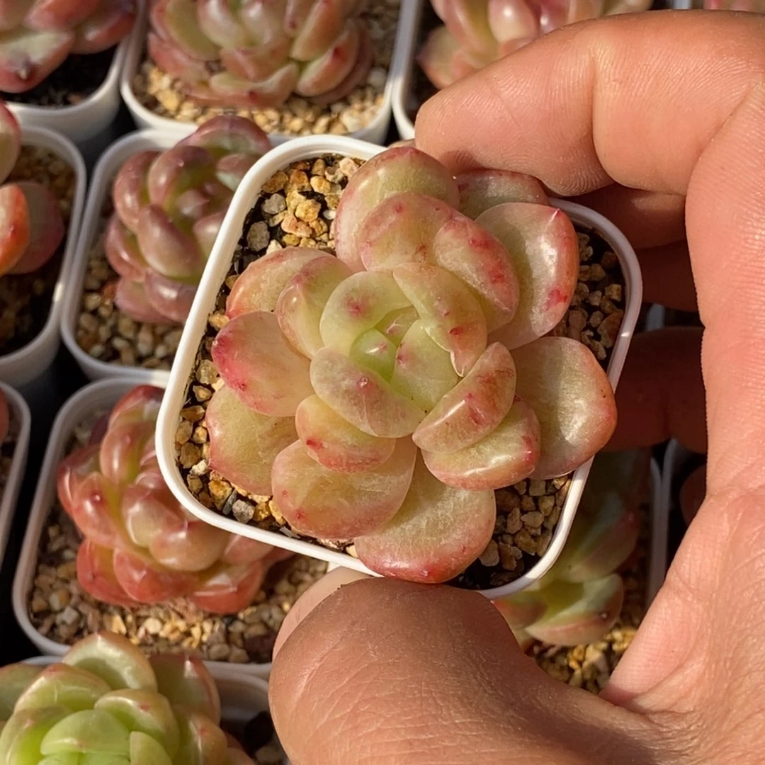 天官赐福百无禁忌