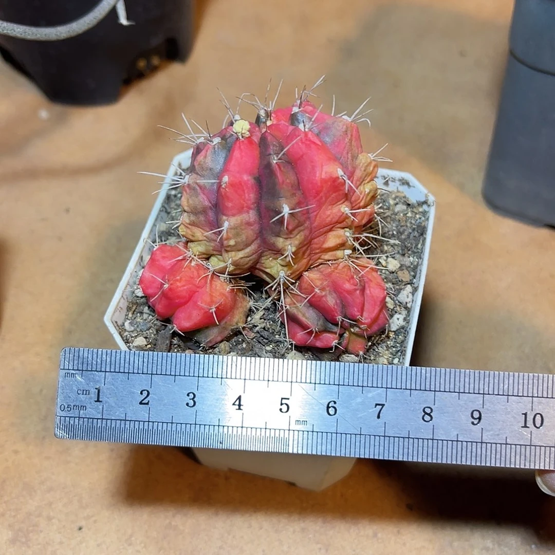 米哈牡丹锦一物一拍