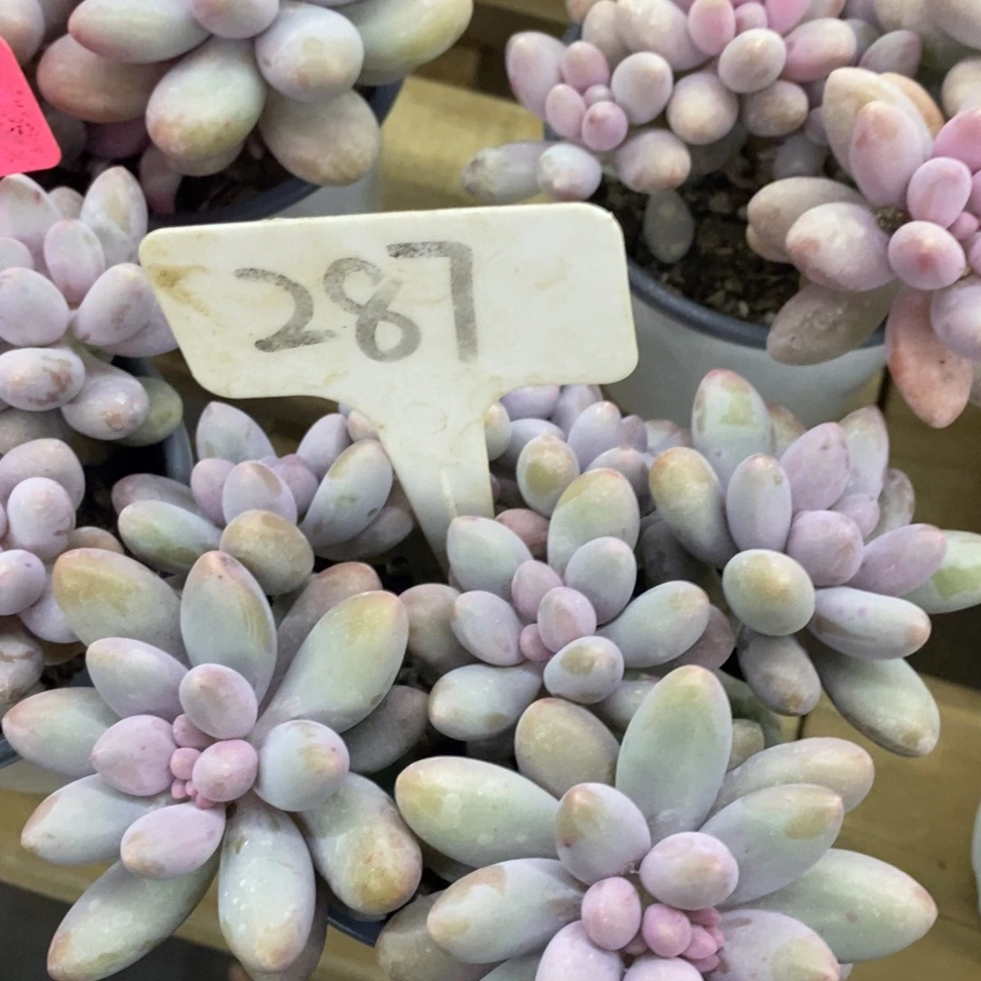 开心多肉，首播，欢迎