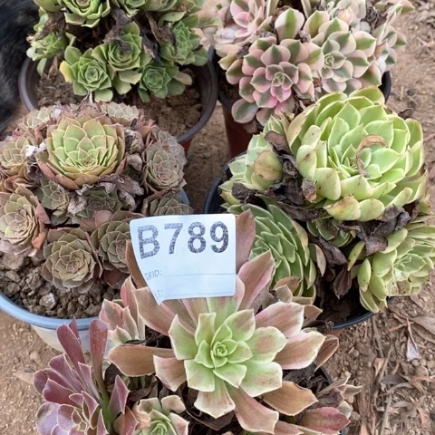 粉女巫红魔粉花妖789