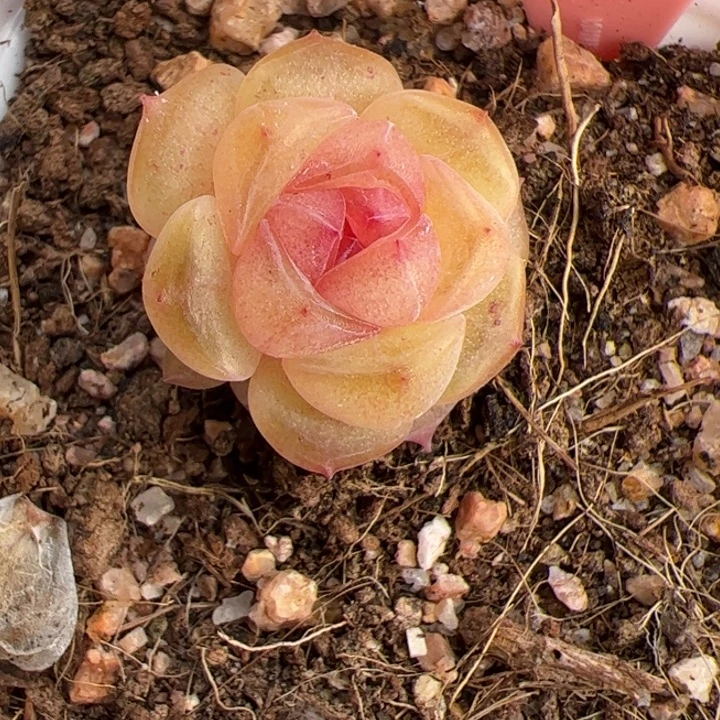 a200 一物一拍，精品糖心，尺寸不大介意勿拍