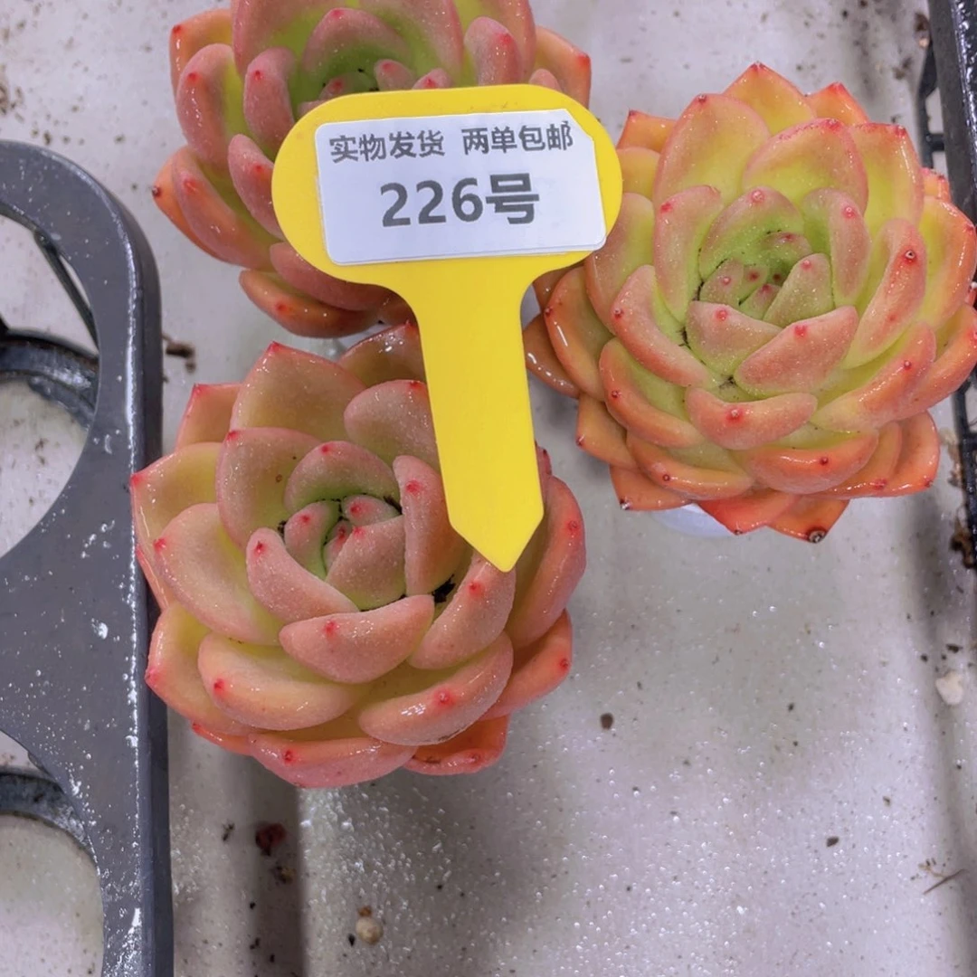 226号 大胖子果冻珍妮单头一个