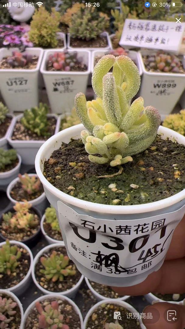 枫-超白-多肉植物枝干番杏