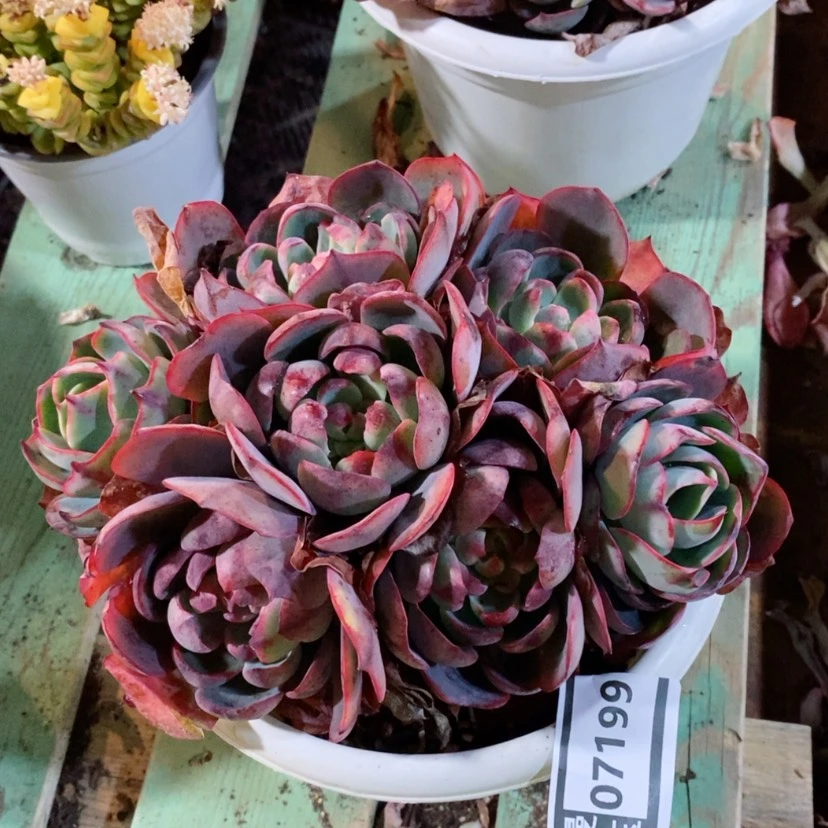 【闪购商品】百*果阿美星石化07199