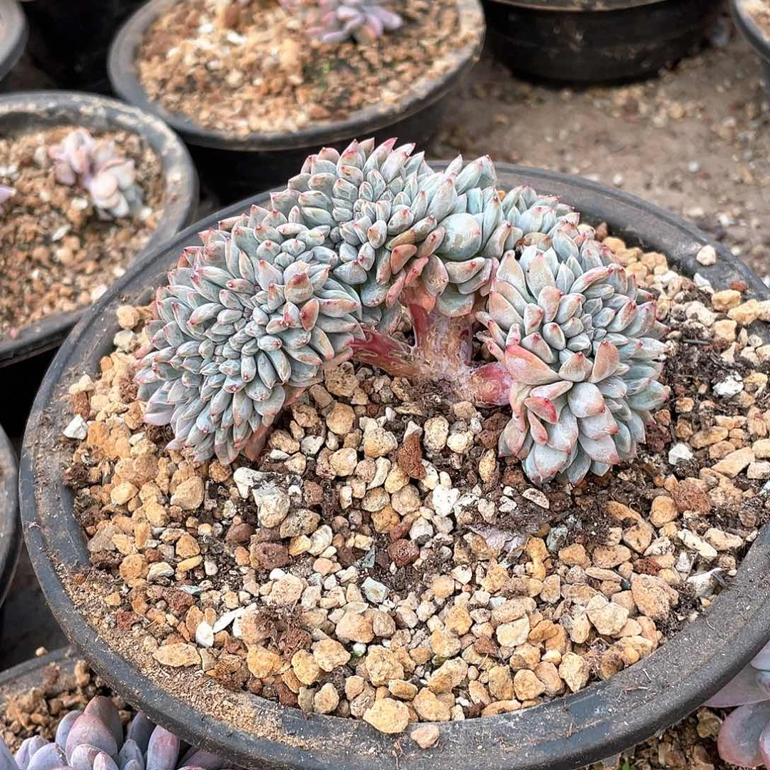多肉植物多肉植物
