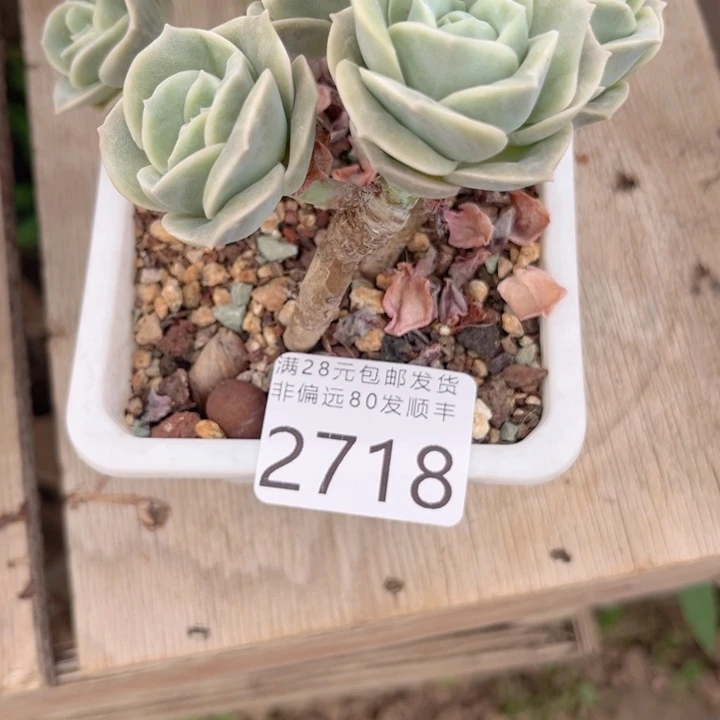 杨***洋大2718iijjkiiiiiiii