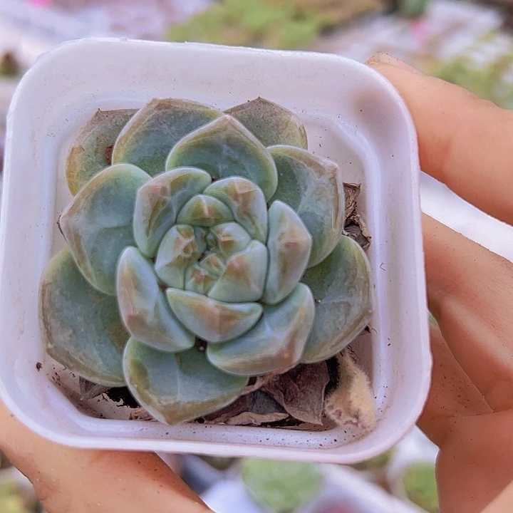 单头刚毅19包邮多肉植物