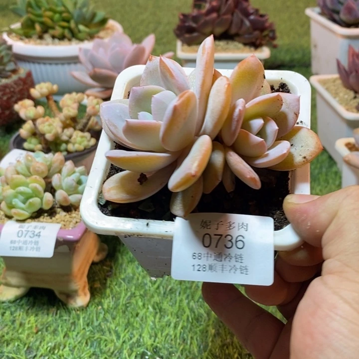 0736啊啊啊啊啊啊啊啊啊