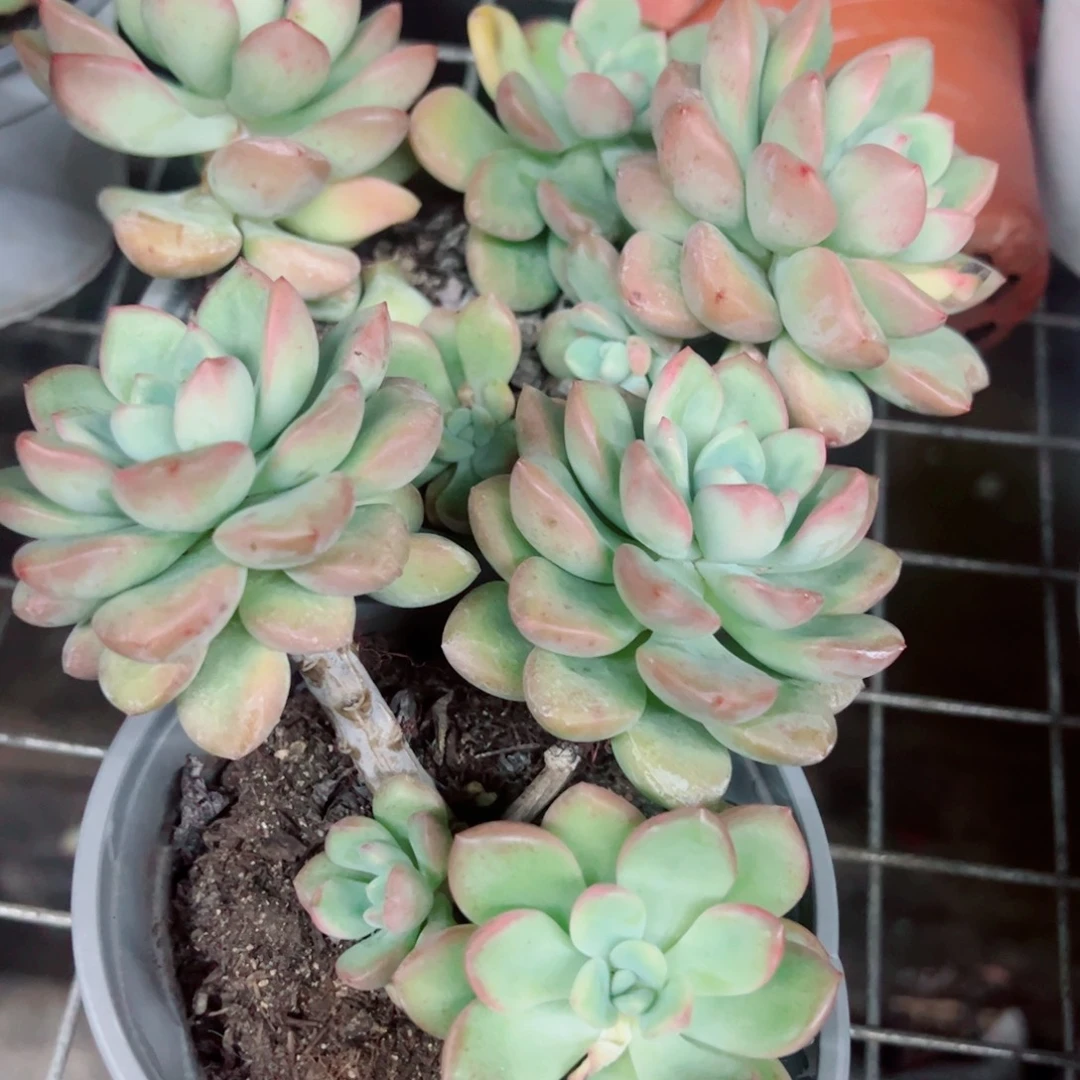 冰清玉洁双头起发两盆
