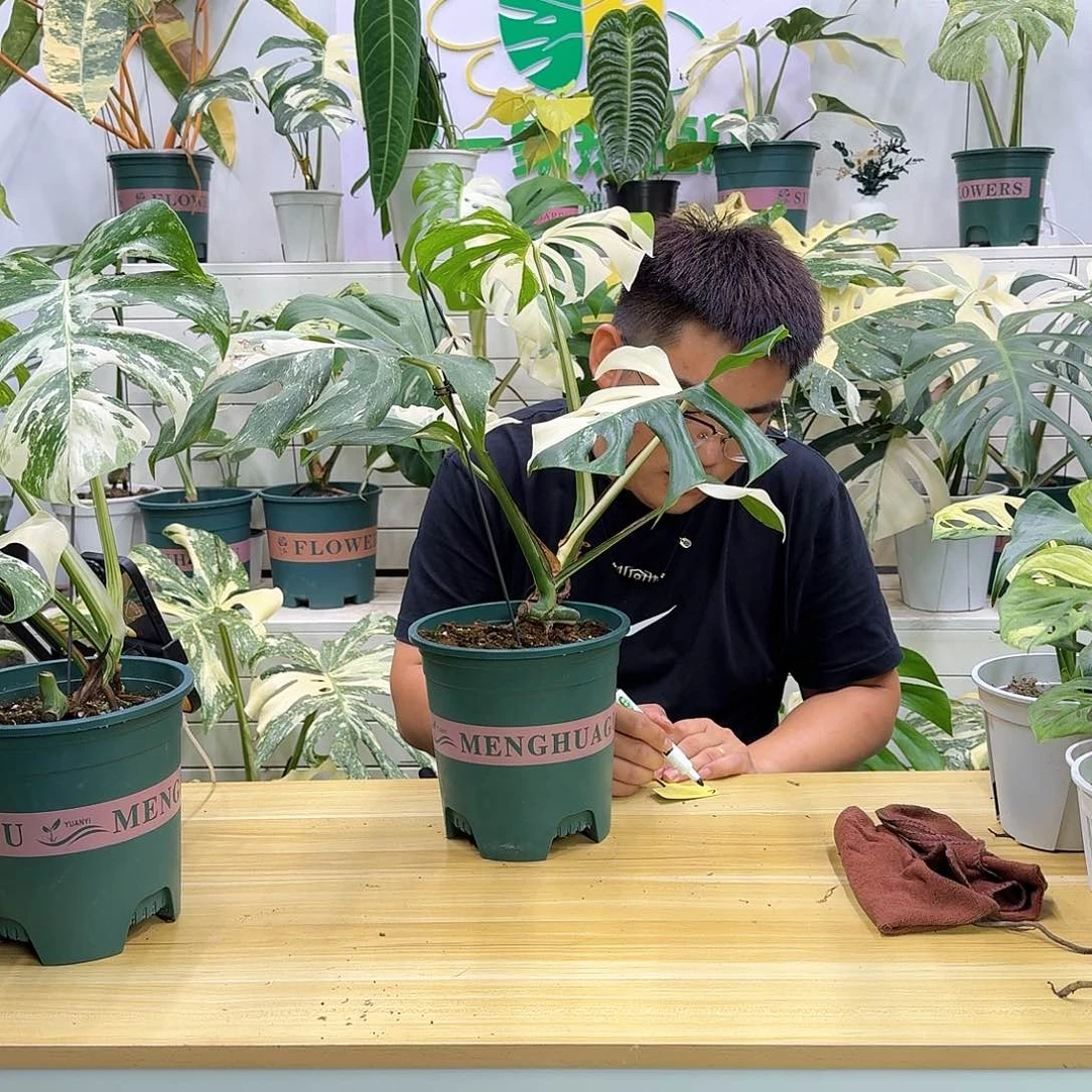 无花朵十***六白龟福利c2