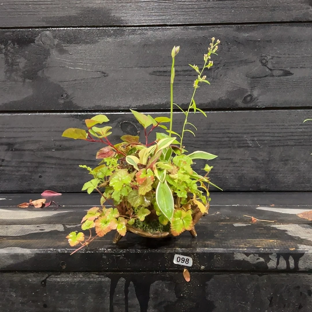 无花朵日本山野草