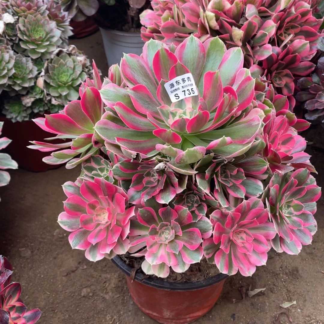 735妖月多肉法师断枝不包