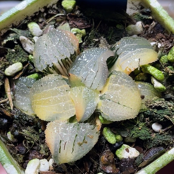 541wanmeitiankongzhijingjintexuanduls