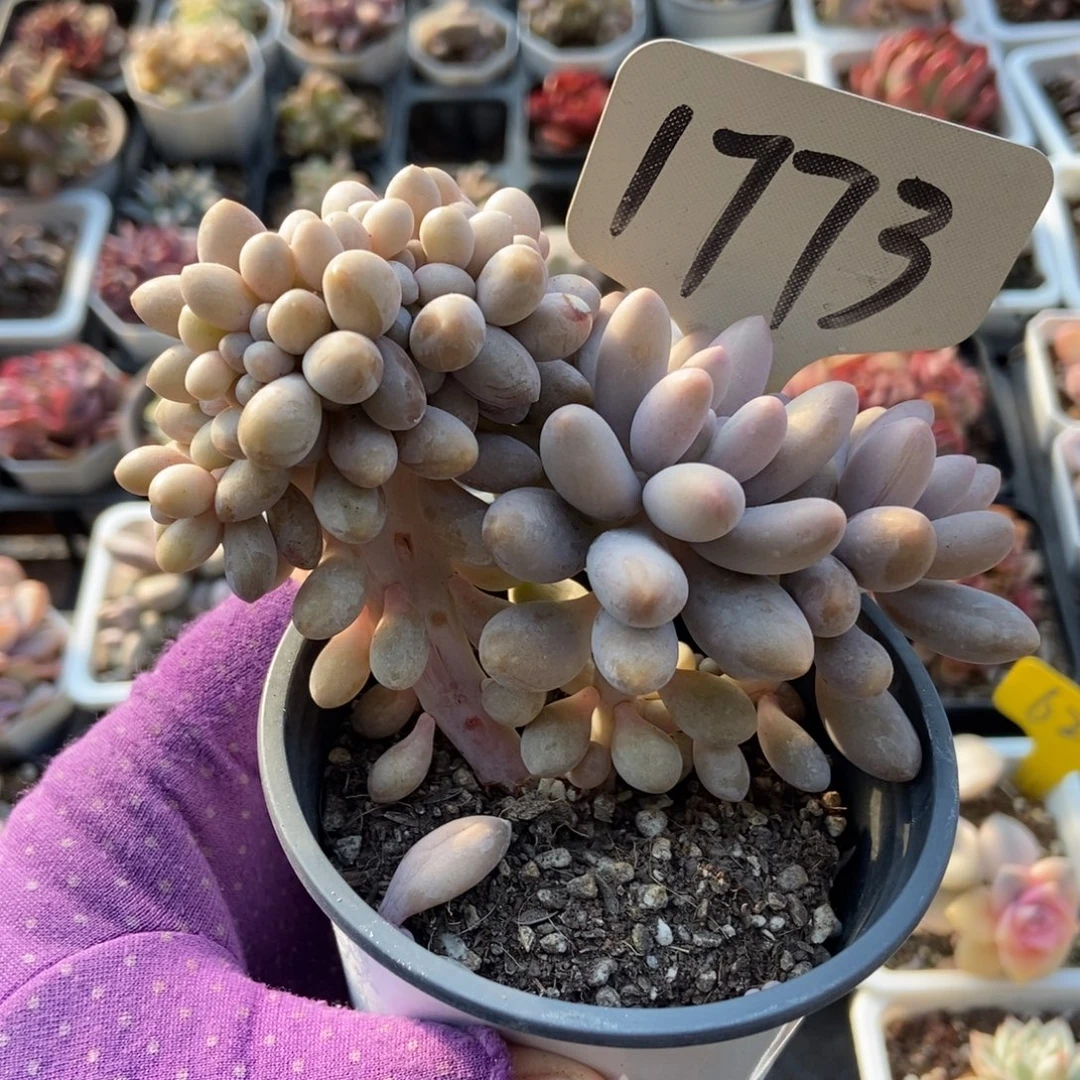 1773汤圆缀多肉植物多肉