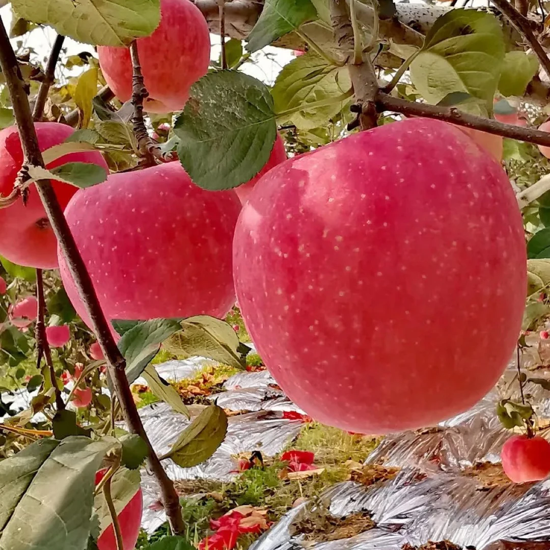 本地老品种苹果5斤。酸甜口感，可以放面。