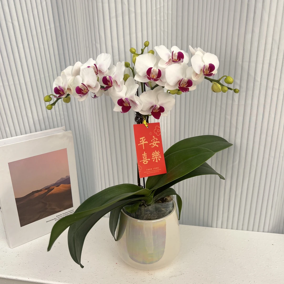 蝴蝶兰《冰雪美人》年度爆款花组盆绿色美观花色娇艳耐养室内花1-2