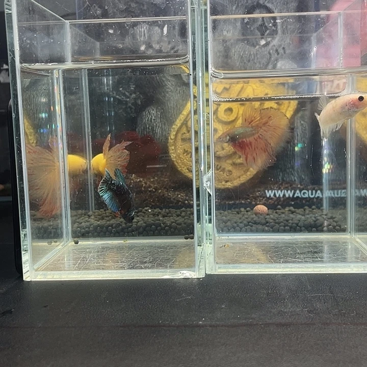 斗鱼24号919早母鱼2