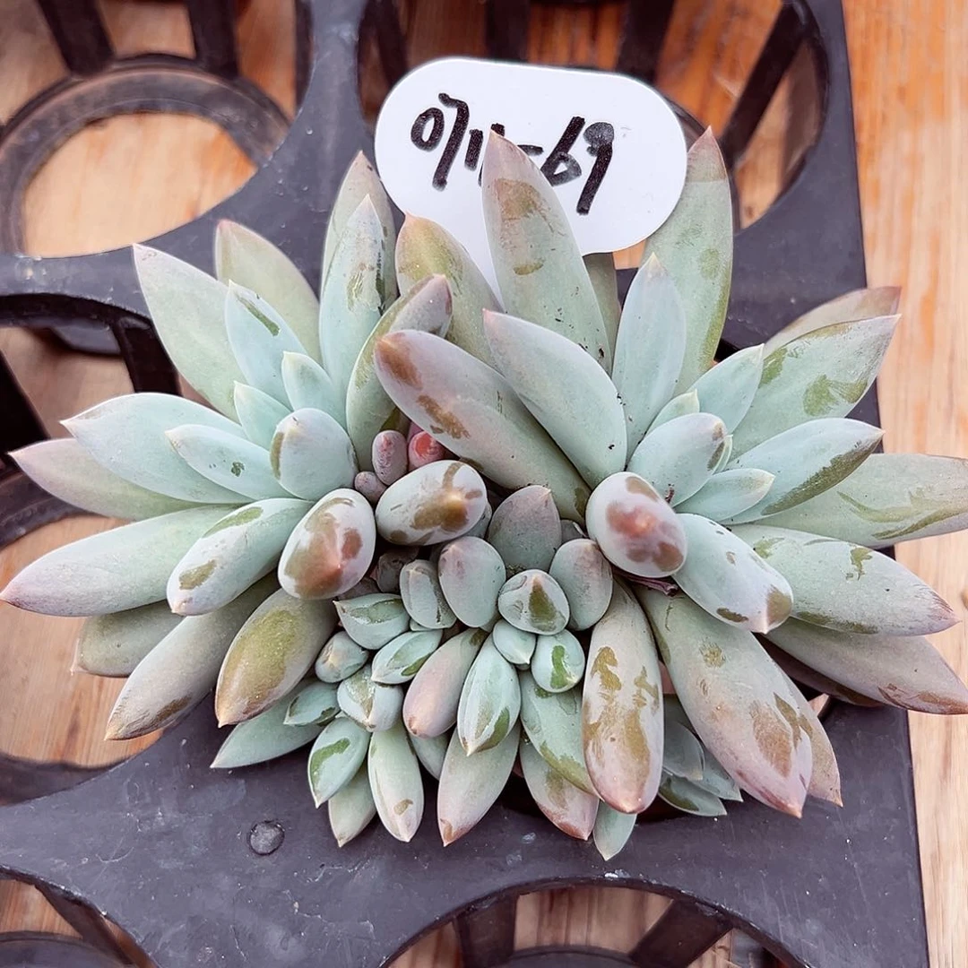 0711-69哥特萝莉群