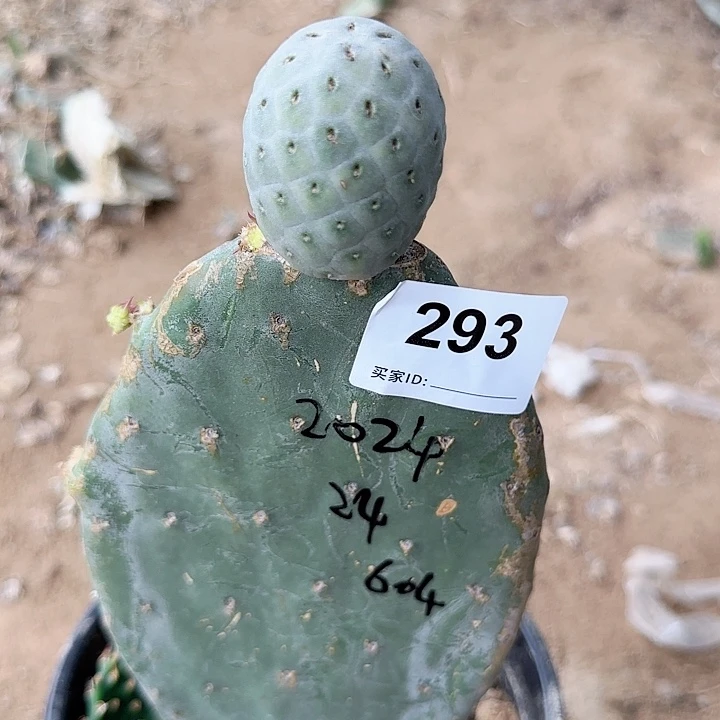 精选月球坑2024.24号293