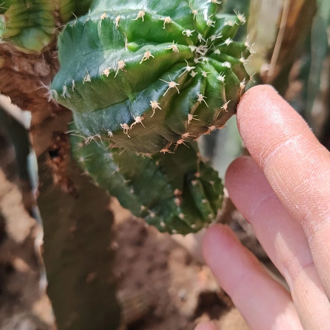 1376侧芽仙人球一对