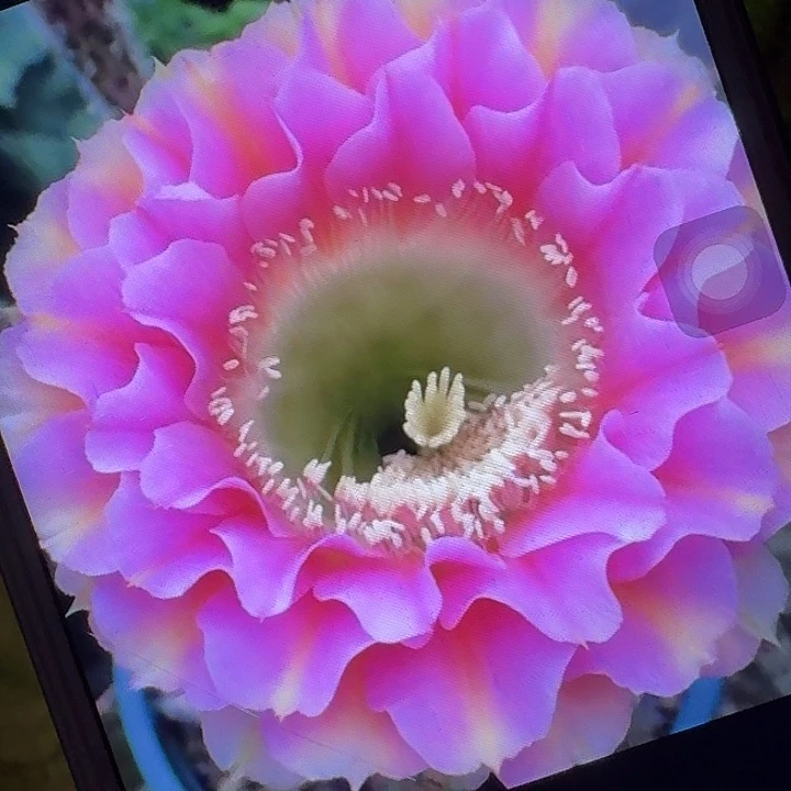 彼岸侧芽4公分彩草