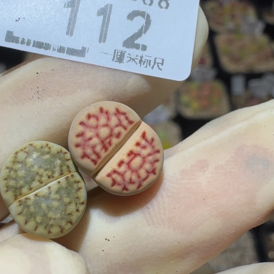 小***乖Ssss精品生石花112